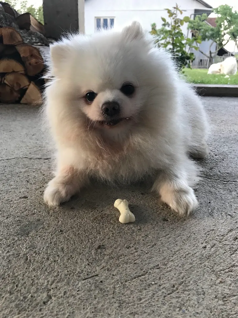 Dr. med. vet. Benno Ruckstuhl — Tierarzt in Zürich, Zürich. Bewertung 2.3/5.
