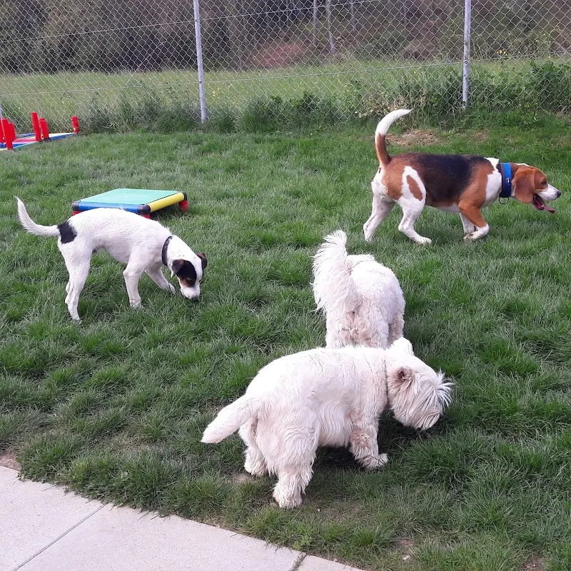 Tout'Pattes (pension, éducation et comportement). Dans la Broye Fribourgeoise. — Katzenpension in Montagny, Freiburg. Bewertung 4.8/5.
