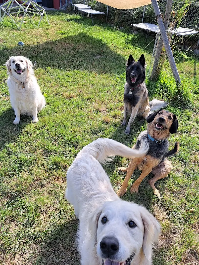 Tout'Pattes (pension, éducation et comportement). Dans la Broye Fribourgeoise. — Katzenpension, Montagny, Freiburg. Foto 2
