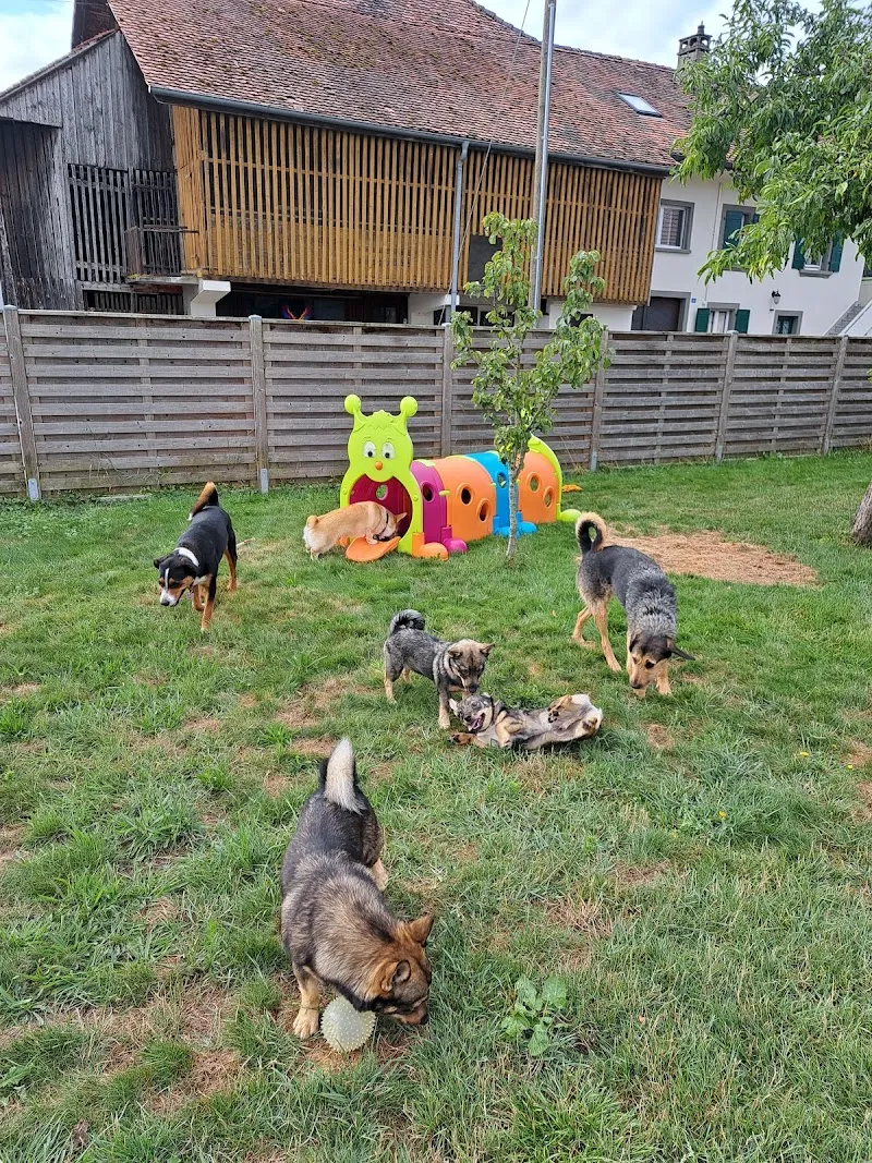 Tout'Pattes (pension, éducation et comportement). Dans la Broye Fribourgeoise. — Katzenpension, Montagny, Freiburg. Foto 3