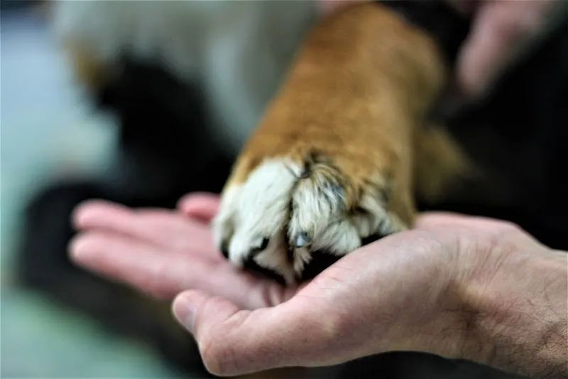 Dr. med. vet. Wendler. Ihr Tierarzt in Zürich (spezialisiert auf Hunde und Katzen sowie Kleintierchirurgie) — Tierarzt in Zürich, Zürich. Bewertung 4.9/5.