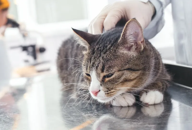 Dr. med. vet. Wendler. Ihr Tierarzt in Zürich (spezialisiert auf Hunde und Katzen sowie Kleintierchirurgie) — Vétérinaire, Zürich, Zurich. Foto 2