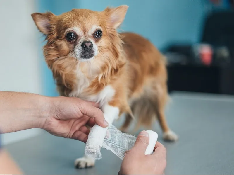 Dr. med. vet. Wendler. Ihr Tierarzt in Zürich (spezialisiert auf Hunde und Katzen sowie Kleintierchirurgie) — Vétérinaire, Zürich, Zurich. Foto 3