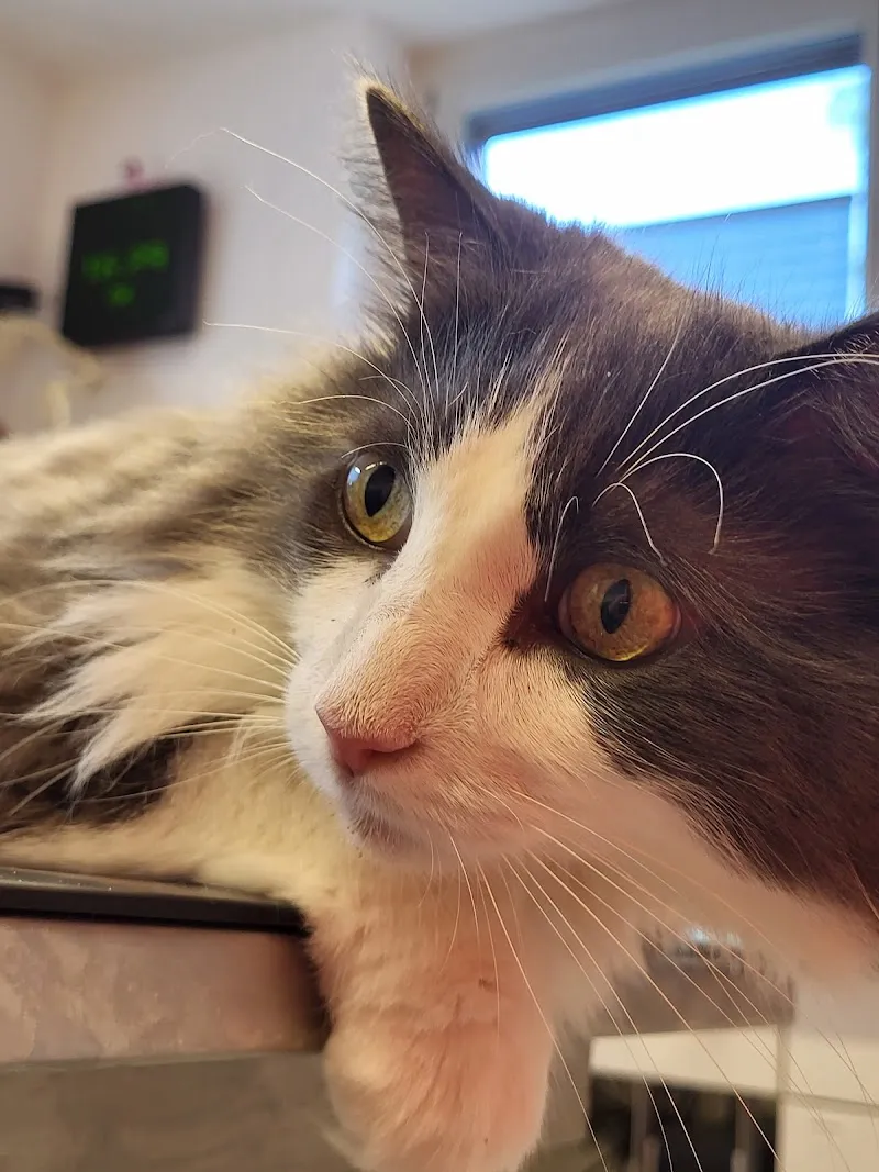 Dr. med. vet. Zita Spänhauer — Tierarzt in Dielsdorf, Zürich. Bewertung 4.6/5.