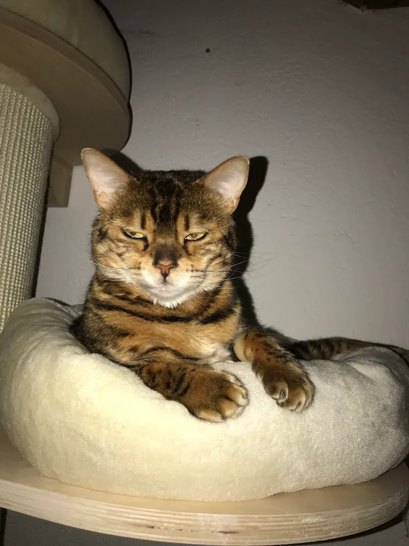 Dr. med. vet. Zita Spänhauer — Tierarzt, Dielsdorf, Zürich. Foto 3