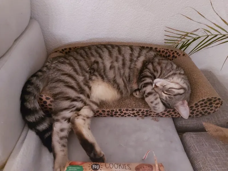 Dr.med.vet. Andreas Peter — Vétérinaire, Winterthur, Zurich. Foto 2