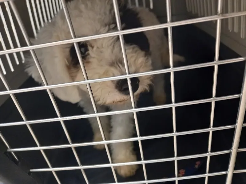 Dr.med.vet. Andreas Peter — Vétérinaire, Winterthur, Zurich. Foto 3