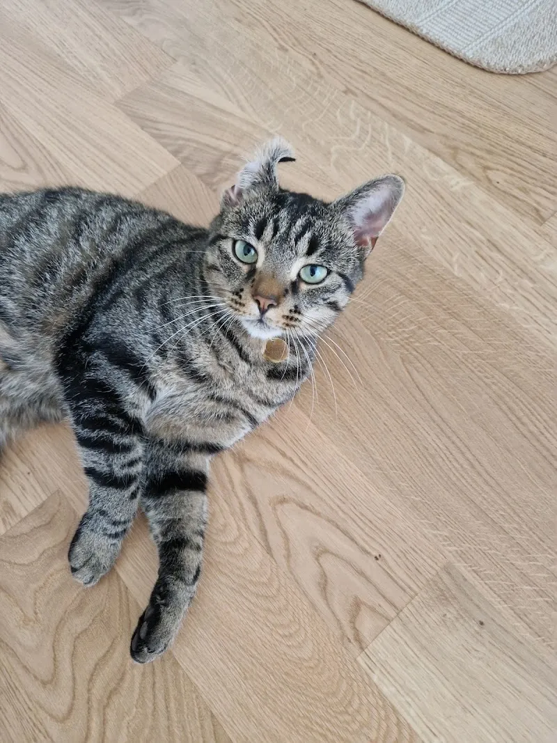 Dres.med.vet. Feusi — Tierarzt in Wädenswil, Zürich. Bewertung 4.6/5.