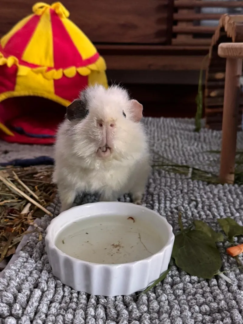 Exotenpraxis — Tierarzt in Cham, Zug. Bewertung 4.8/5.