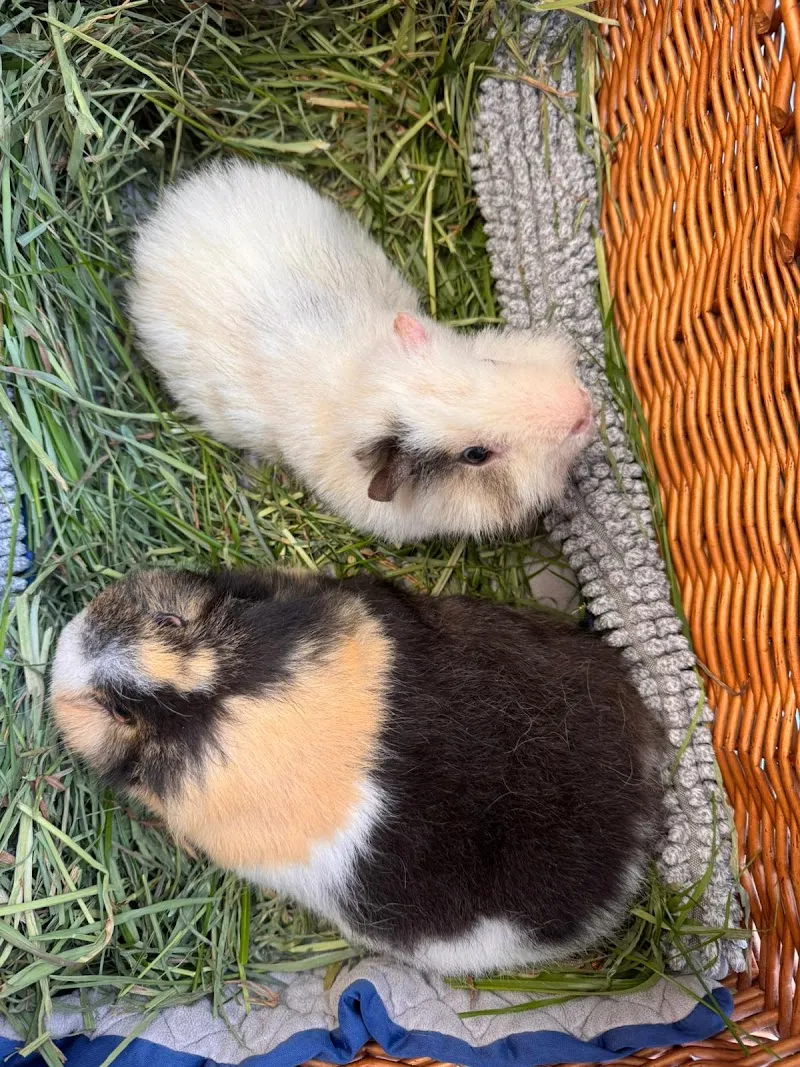 Exotenpraxis — Tierarzt, Cham, Zug. Foto 2