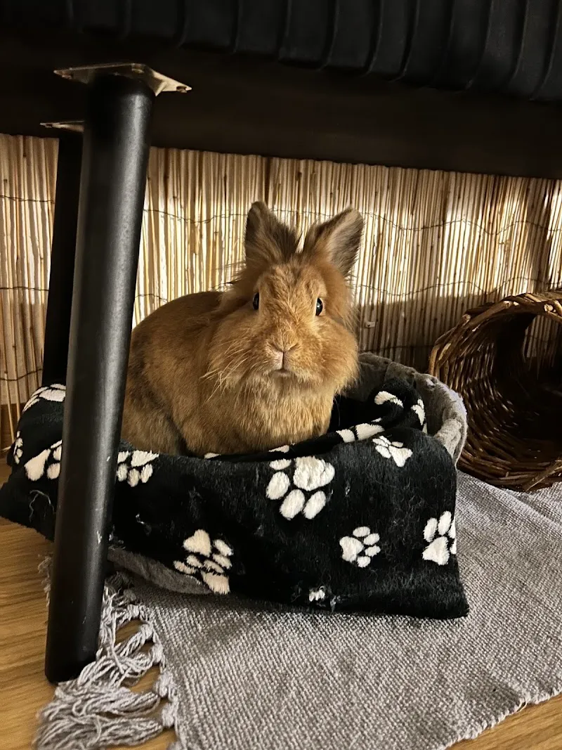 Exoticus - Zentrum für Heim- und Zootiermedizin — Tierarzt, Adliswil, Zürich. Foto 3