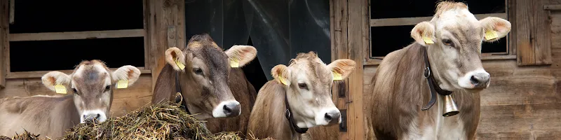 Grosstierpraxis Zürcher Oberland GmbH — Tierarzt in Gutenswil, Zürich. Bewertung 5.0/5.