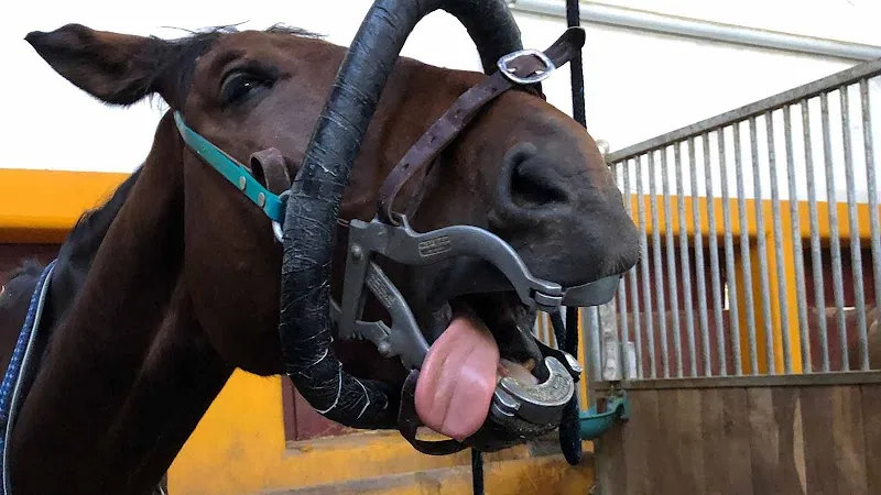 Grosstierpraxis Zürcher Oberland GmbH — Tierarzt, Gutenswil, Zürich. Foto 2