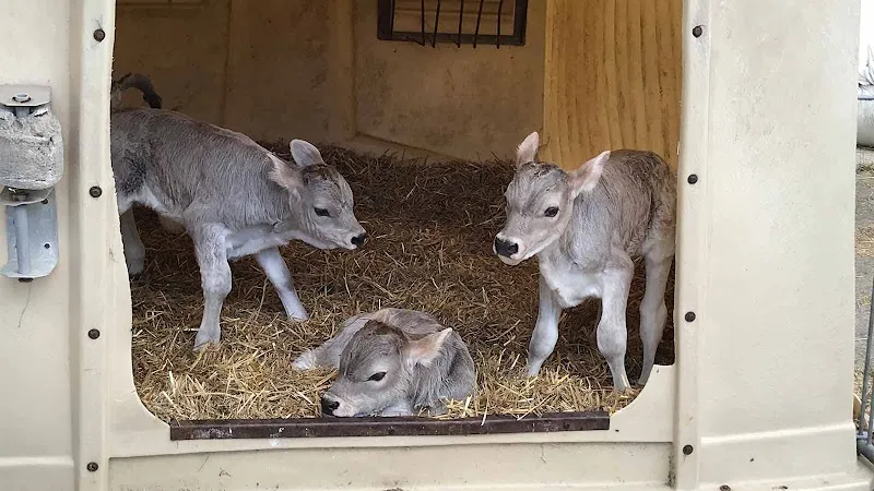 Grosstierpraxis Zürcher Oberland GmbH — Tierarzt, Gutenswil, Zürich. Foto 3