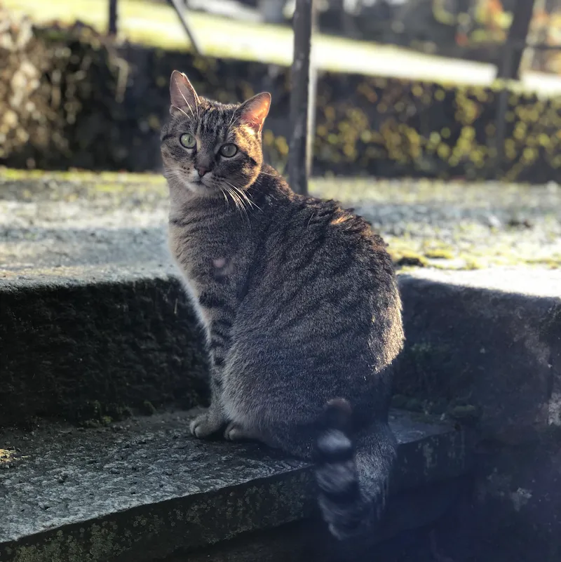 HausVet - Mobiler Tierarzt in Zürich — Vétérinaire, Zürich, Zurich. Foto 3