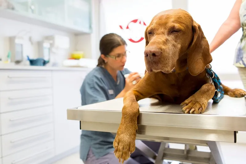 KLEINTIERPRAXIS NICOLE HAGER — Vétérinaire, Gossau, Zurich. Foto 3