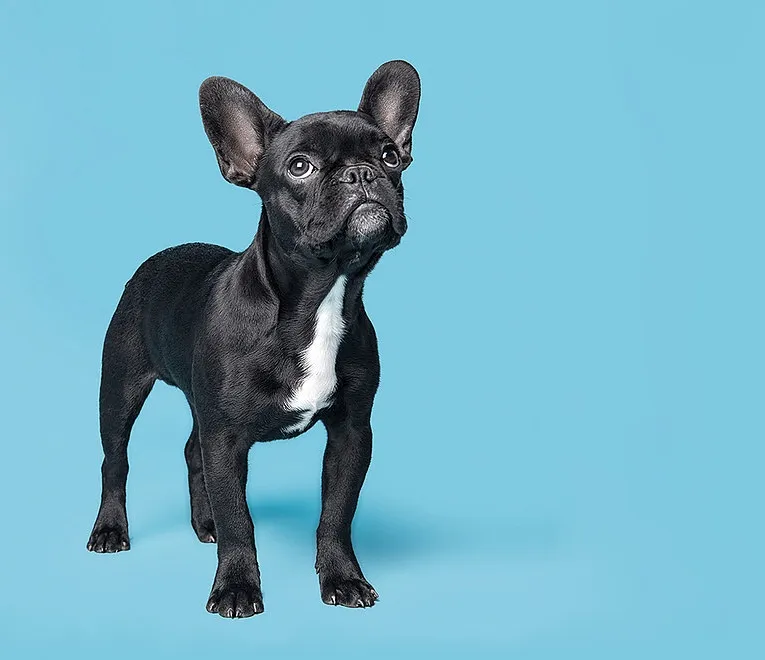 Animaux-Services-Genève — Katzenpension in Thônex, Genf. 