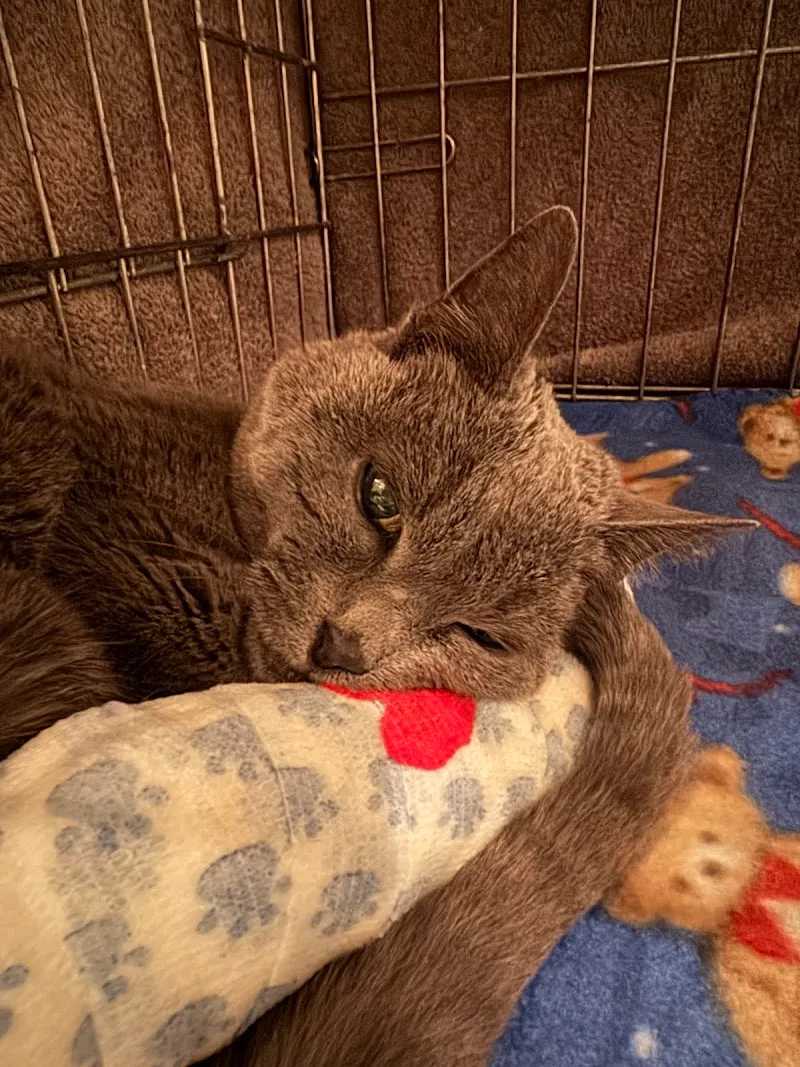 Kipfer Kleintierchirurgie — Tierarzt, Egg, Zürich. Foto 3