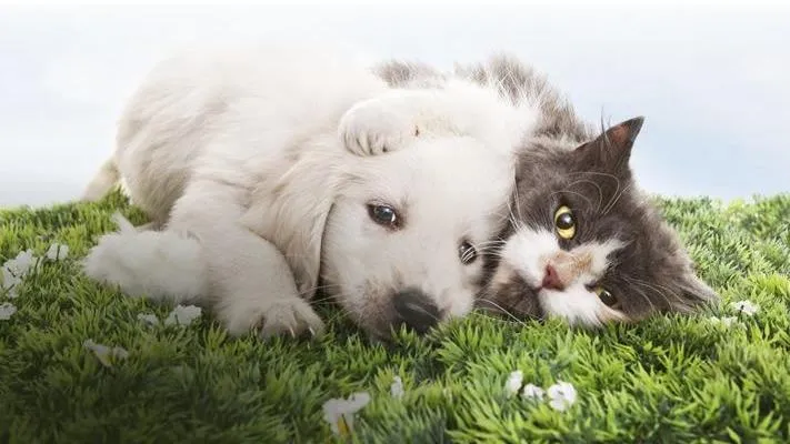 Kleintier- & Pferdepraxis im Dorf AG — Tierarzt in Bäretswil, Zürich. Bewertung 4.6/5.