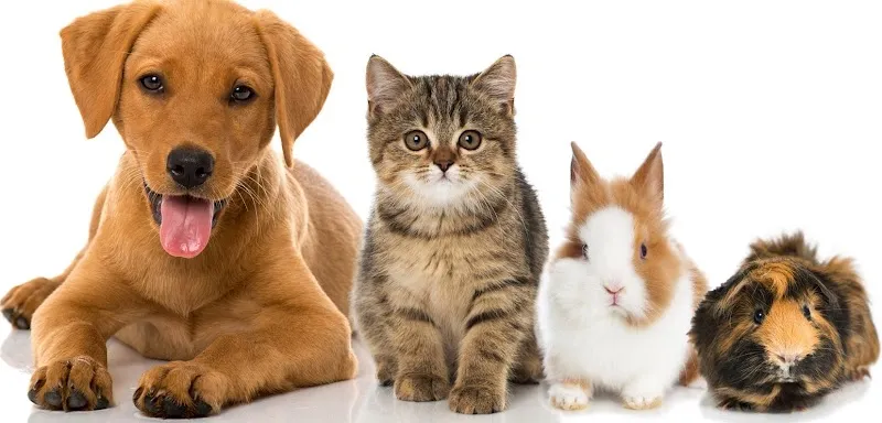 Kleintierklinik Oberstrass AG — Tierarzt in Zürich, Zürich. Bewertung 4.7/5.