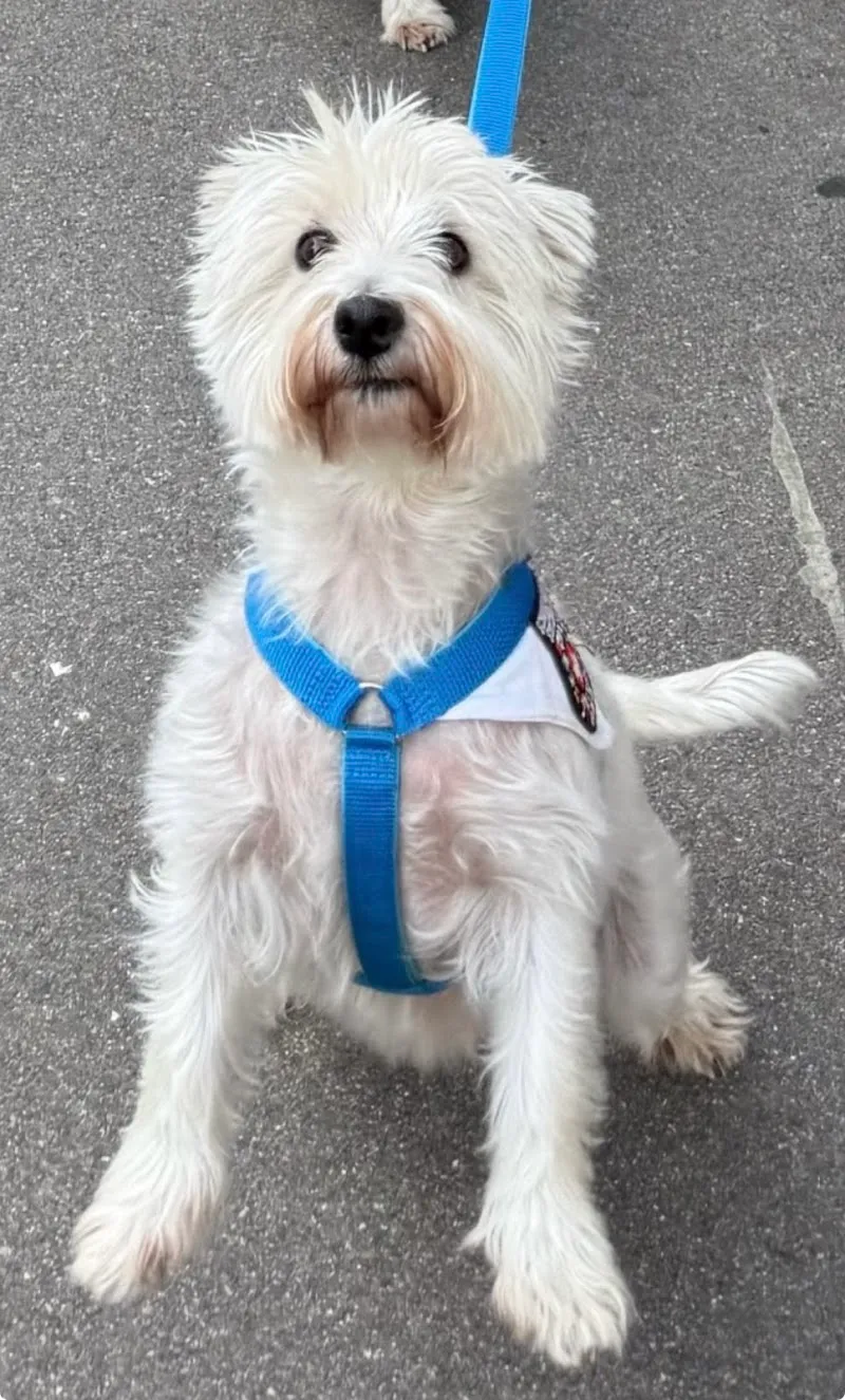 Kleintierklinik Oberstrass AG — Veterinarian, Zürich, Zurich. Foto 3