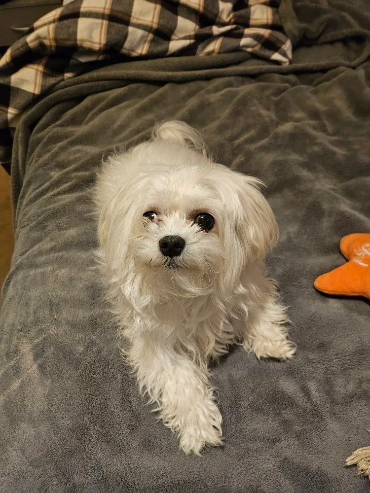 Kleintierpraxis A. Krasznai - Horgen — Tierarzt in Horgen, Zürich. Bewertung 5.0/5.