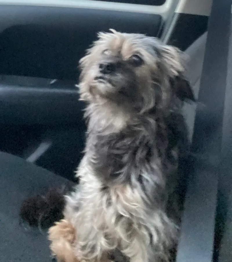 Kleintierpraxis A. Krasznai - Horgen — Tierarzt, Horgen, Zürich. Foto 2