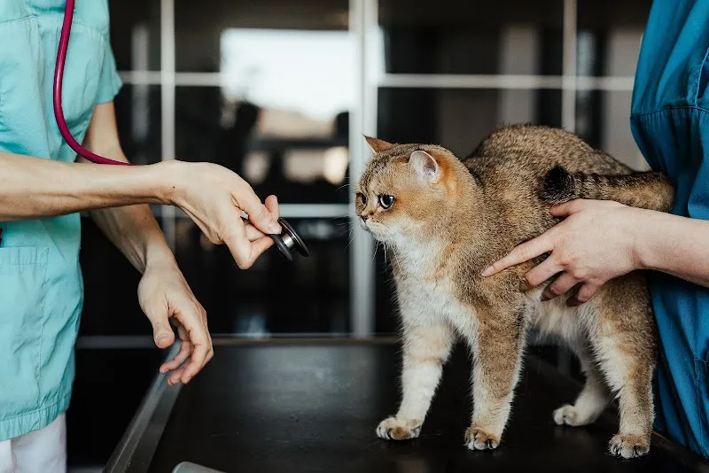 Kleintierpraxis ACR — Tierarzt, Winterthur, Zürich. Foto 2