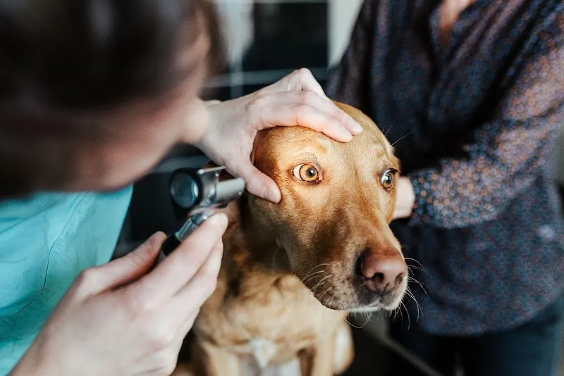 Kleintierpraxis ACR — Tierarzt, Winterthur, Zürich. Foto 3