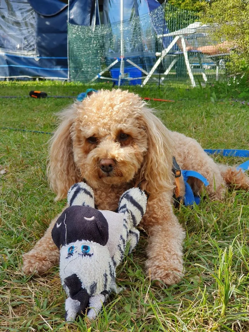 Pro Canis Katzen-Hundesalon — Katzenpension in Lenzburg, Aargau. Bewertung 4.9/5.