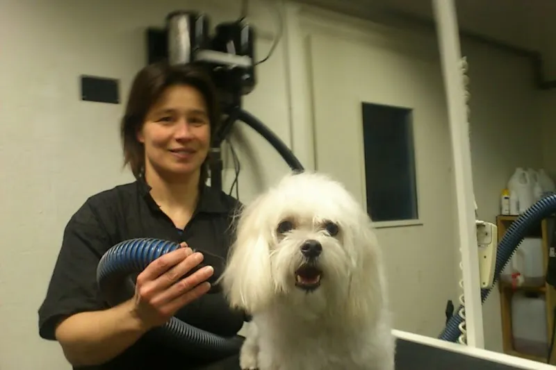 Pro Canis Katzen-Hundesalon — Servizio per animali, Lenzburg, Argovia. Foto 2