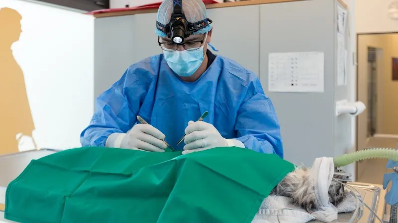 Kleintierpraxis Anima AG — Tierarzt, Stäfa, Zürich. Foto 2