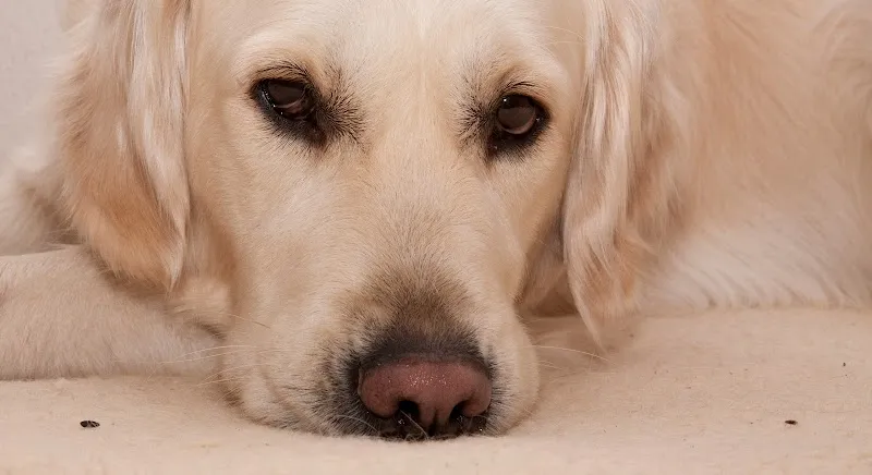 Kleintierpraxis Breitibach — Tierarzt in Dübendorf, Zürich. Bewertung 4.9/5.