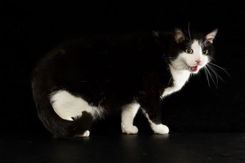 Kleintierpraxis Burlet — Tierarzt in Rümlang, Zürich. Bewertung 4.6/5.