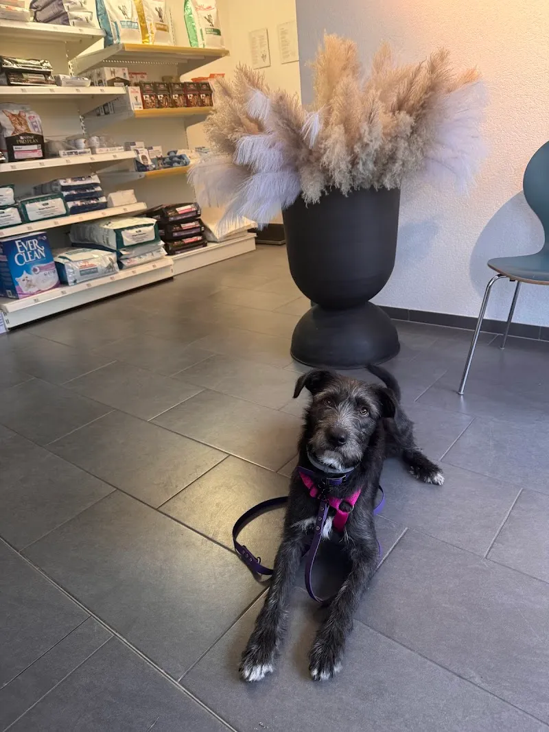 Kleintierpraxis Dr. med. vet. Martina A. Rusch — Tierarzt, Wilen, Schwyz. Foto 2