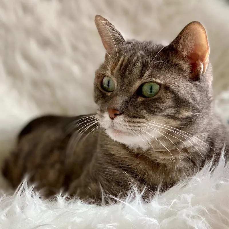 Kleintierpraxis Erlenbach — Tierarzt, Erlenbach, Zürich. Foto 2