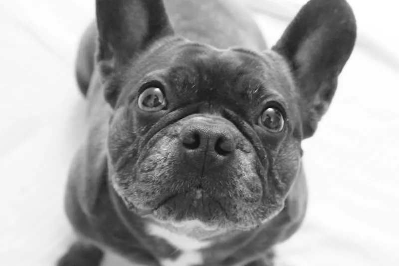 Kleintierpraxis Erlenbach — Tierarzt, Erlenbach, Zürich. Foto 3