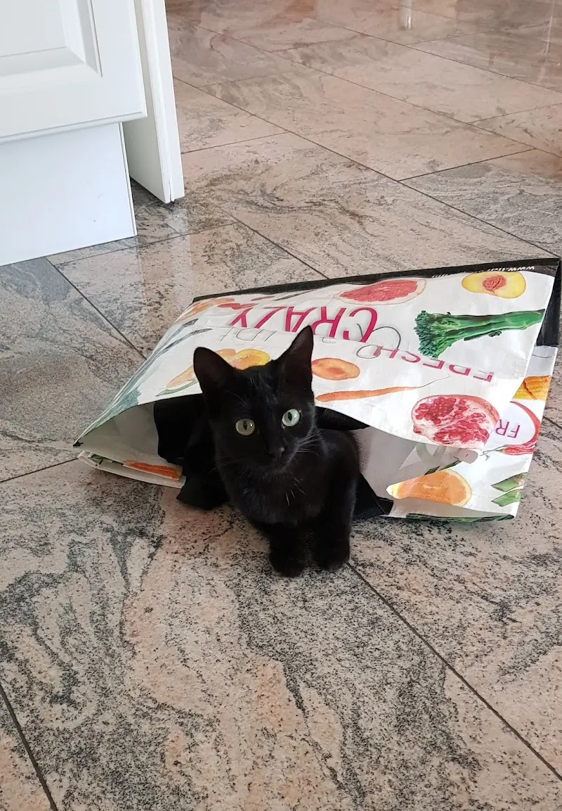 Kleintierpraxis Floris — Tierarzt, Bülach, Zürich. Foto 2