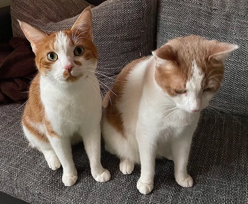 Kleintierpraxis Freiestrasse AG — Tierarzt in Zürich, Zürich. Bewertung 4.9/5.