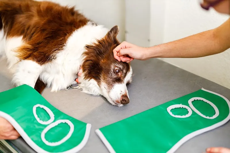 Kleintierpraxis Geroldswil — Vétérinaire, Geroldswil, Zurich. Foto 2