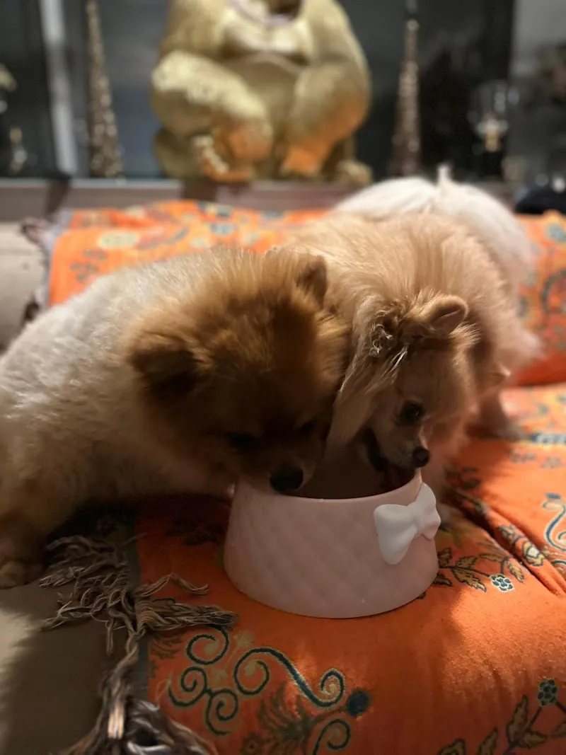 Kleintierpraxis Herkules GmbH — Vétérinaire, Thalwil, Zurich. Foto 3