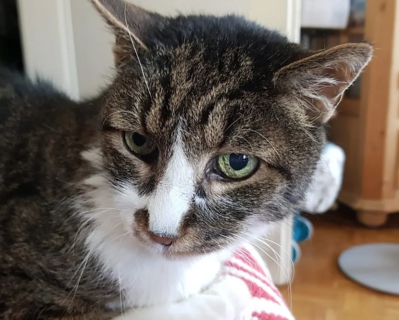 Kleintierpraxis Hohenklingen — Tierarzt in Zürich, Zürich. Bewertung 4.5/5.