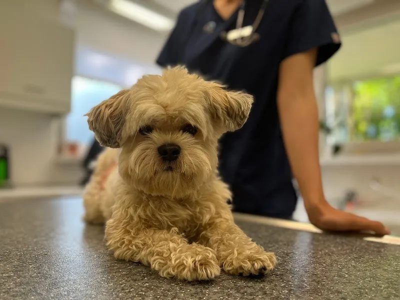 Kleintierpraxis Hohenklingen — Veterinarian, Zürich, Zurich. Foto 2