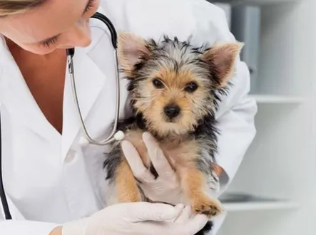 Kleintierpraxis Katzenpension — Tierarzt in Bachenbülach, Zürich. Bewertung 4.8/5.