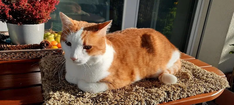 Kleintierpraxis Katzenpension — Vétérinaire, Bachenbülach, Zurich. Foto 3