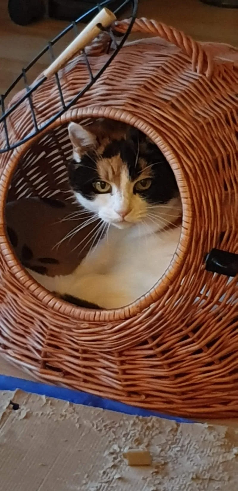 Kleintierpraxis Letzi AG — Tierarzt in Zürich, Zürich. Bewertung 4.7/5.