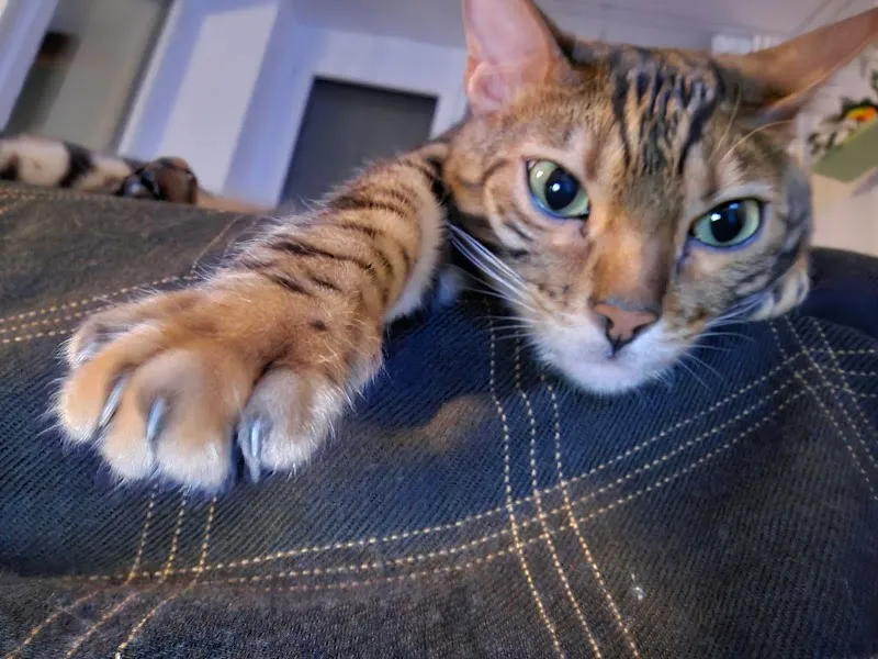 Kleintierpraxis Letzi AG — Veterinarian, Zürich, Zurich. Foto 2