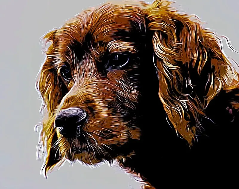 Kleintierpraxis Letzi AG — Veterinarian, Zürich, Zurich. Foto 3