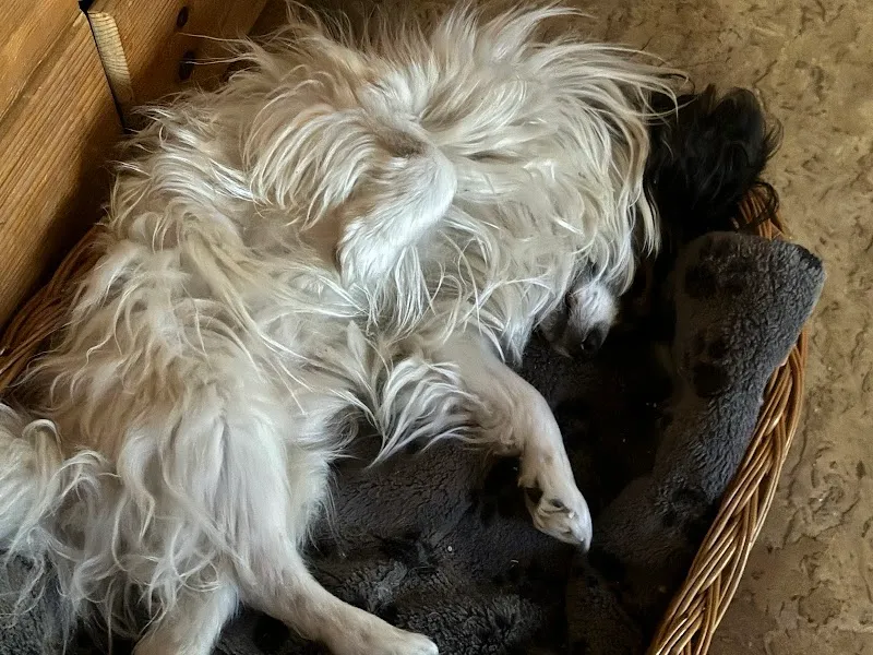 Kleintierpraxis Leu AG — Vétérinaire, Rüschlikon, Zurich. Foto 2