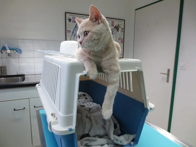 Kleintierpraxis Lindengarten — Tierarzt in Kloten, Zürich. Bewertung 4.8/5.